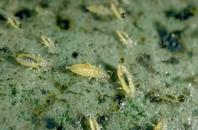 Greenhouse thrips larvae