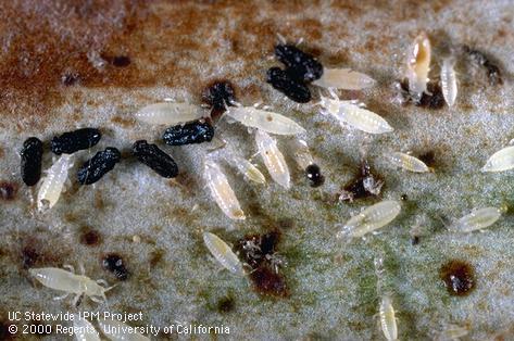 Whitish nymphs of greenhouse thrips, <i>Heliothrips haemorrhoidalis</i>, and black and yellow adult (center right) and black pupae of a parasitic wasp  <i>Thripoctenus</i> (=<i>Thripobius</i>) <i>semiluteus</i>.