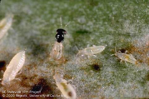 Adult parasitic wasp, <i>Thripoctenus</i> (=<i>Thripobius</i>) <i>semiluteus</i>, among nymphs of greenhouse thrips, <i>Heliothrips haemorrhoidalis</i>, that it parasitizes.