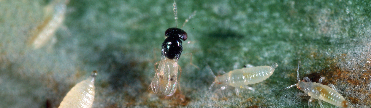 Adult parasitic wasp, <i>Thripoctenus</i> (=<i>Thripobius</i>) <i>semiluteus</i>, among nymphs of greenhouse thrips, <i>Heliothrips haemorrhoidalis</i>, that it parasitizes.