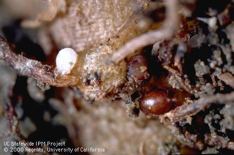 Adult sugarbeet cyst nematode.