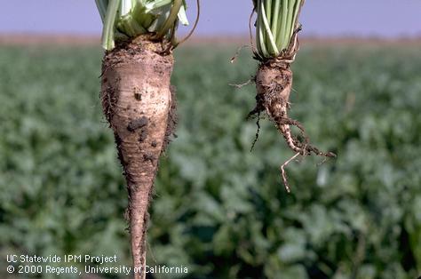 Crop damaged by sugarbeet cyst nematode.