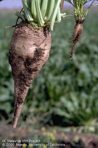 Crop damaged by sugarbeet cyst nematode.