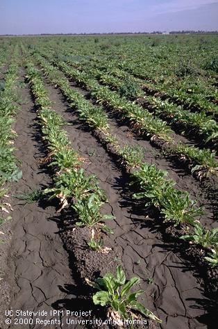 Field symptoms of sugarbeet cyst nematode.