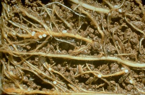 Eggs of cereal cyst nematode.