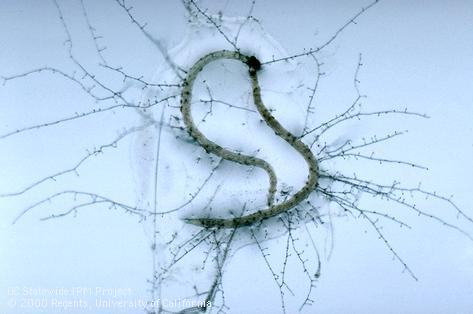 Sporulating Hirsutella rhossiliensis fungal hyphae growing from cyst nematodes.