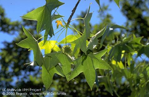 Liquid ambar or sweetgum leaves and spiny seed pod.