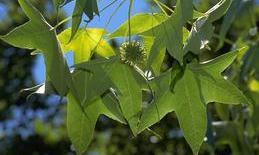 Leaves and seedpod