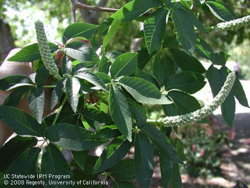 Flowers and leaves of California buckeye, <I>Aesculus californica</I>.