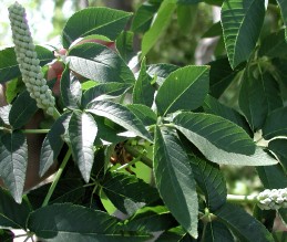 Leaves and flowers of California buckeye