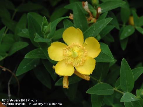 Flowers and foliage of Rowallane hybrid hypericum, <I>Hypericum</I> 'Rowallane'.