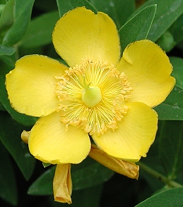 Flower of hypericum