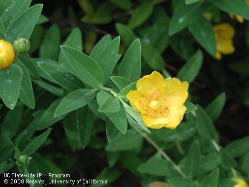 Flowers and foliage of Rowallane hybrid hypericum, <I>Hypericum</I> 'Rowallane'.