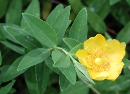 Flower and leaves of hypericum