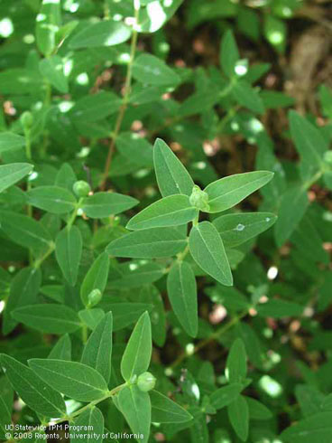 Foliage and flower buds of hypericum, <I>Hypericum</I> 'Rowallane'.