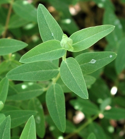 Foliage of hypericum