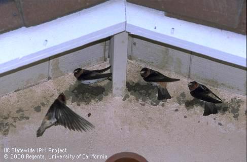 Adult cliff swallows building nests.