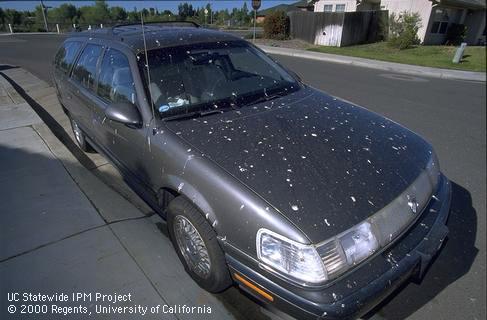 Cliff swallow bird droppings covering a parked station wagon.