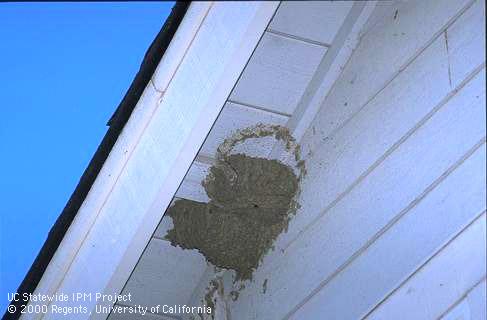 Two gourd-shaped cliff swallow nests under a house eve overhang.