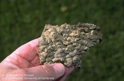 Fragment of a cliff swallow mud pellet nest.