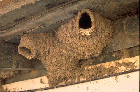 Cliff swallow nests.