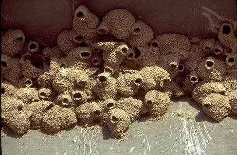 Mud nests made by a colony of cliff swallows.