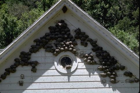 Cliff swallow nests under the eaves of a house.