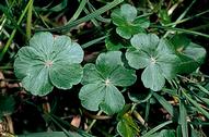 Pennywort