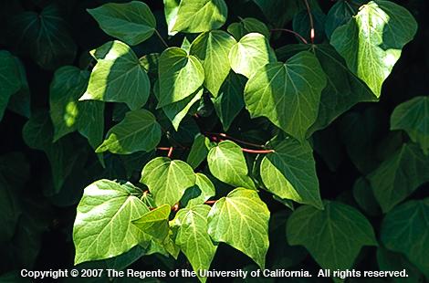 Algerian ivy, <I>Hedera canariensis,</I> leaves.  