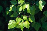 Algerian ivy leaves, Hedera canariensis.