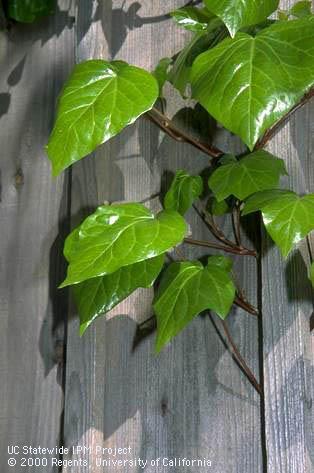 Mature English ivy spring leaves and stems.