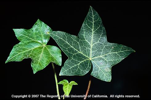 English ivy, <I>Hedera helix,</I> leaves.  