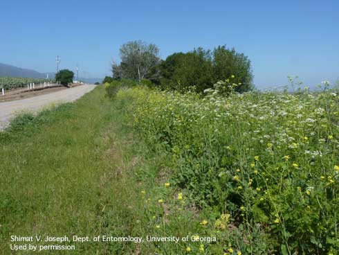 Roadside infestation of shortpod mustard, <i>Hirschfeldia incana</i>.