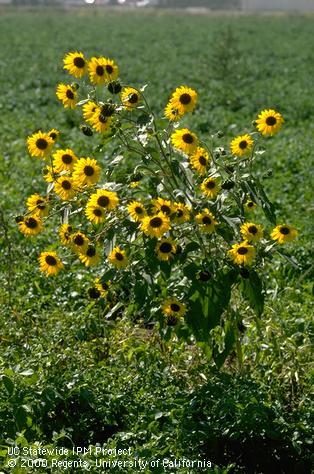 Infestation of sunflower.