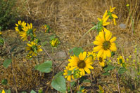 Common sunflower