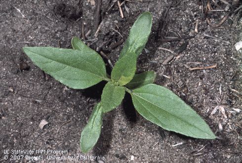 Seedling of sunflower.