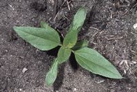 Common sunflower