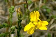 Three-rayed tarweed