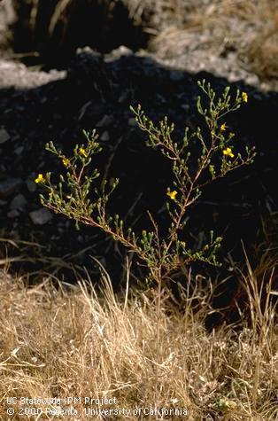 Mature plant of three-rayed tarweed.