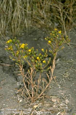 Mature plant of three-rayed tarweed.