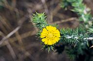 Parry's tarweed