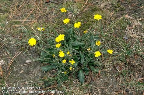 Flowering spotted catsear in turf.