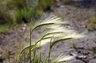 Foxtail barley