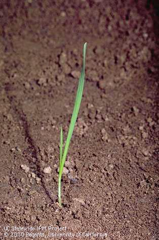 Seedling of foxtail barley, <I>Hordeum jubatum</I><TT>.</TT>.