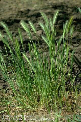 Mature plant of hare barley (wild barley).