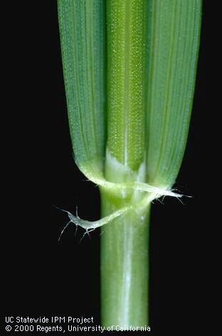 Collar of hare barley (wild barley) showing auricles and ligule.