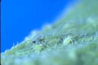 Winged adult mealy plum aphid and nymph.