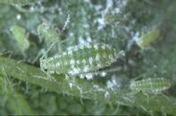 Mealy plum aphid adult. 
