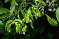 Plum leaves damaged by leaf curl plum aphid infestation. 
