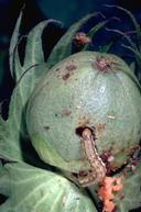 Cotton bollworm (also called corn earworm and tomato fruitworm).